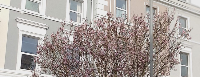 LISA-Sprachreisen-Erwachsene-Englisch-England-Plymouth-Schule-Gebaeude-Fruehling-Blumen LISA-Sprachreisen-Erwachsene-Englisch-England-Plymouth-Schule-Gebaeude-Fruehling-Blumen