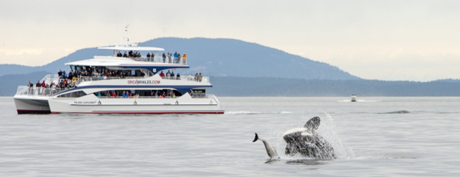 LISA-Sprachreisen-Erwachsene-Englisch-Kanada-Vancouver-Freizeit-Wale-Watching-Schiff