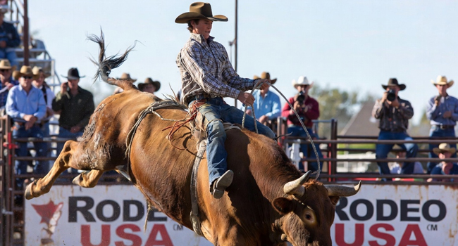 Cowboy auf Stier beim Rodeo auf Sprachreise USA